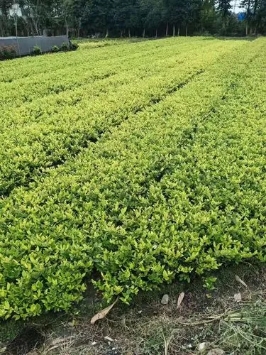 mile·米乐m6：网球拍训练器怎么玩